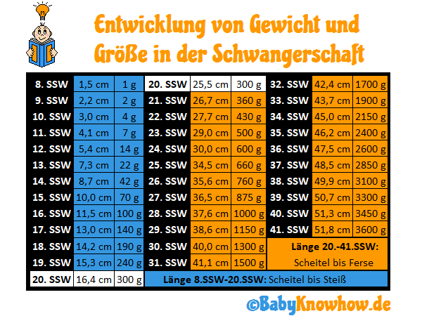 20. SSW: Größe & Gewichtszunahme